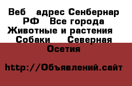 Веб – адрес Сенбернар.РФ - Все города Животные и растения » Собаки   . Северная Осетия